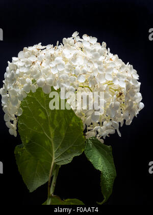 Weiße Hydrangea Arborescens Annabelle Blume auf schwarzem Hintergrund Stockfoto