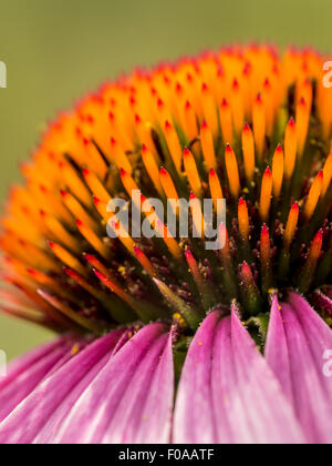 Nahaufnahme von lila Echinacea Blume auf grünem Hintergrund Stockfoto