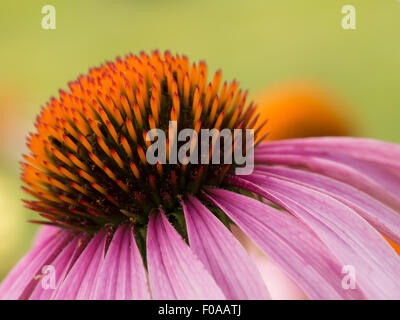 Nahaufnahme von lila Echinacea Blume auf grünem Hintergrund Stockfoto