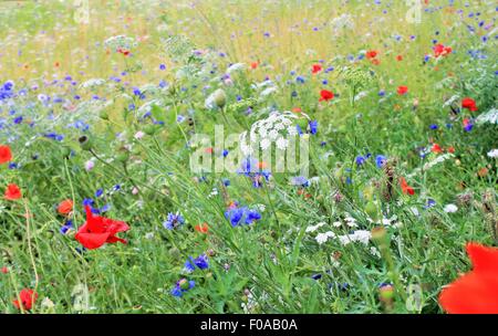 Mohn wiese Kornblumen Hintergrund wilde Blumen Mohnblumen in der Wiese Feld am Frühling mais Blume full screen Copy space Stockfoto