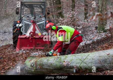 Logger Sägen Baum im Wald Stockfoto