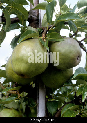 Sampanka Uta Birne, Pyrus Communis, Birnenbaum, Birne bin Ast, Birnen bin Birnenbaum, Kreuzung, der, Sorten, Madame VertŽ, Bosc, Stockfoto