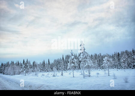 Sicht auf Straße und Schnee bedeckt Bäume, Hemavan, Schweden Stockfoto