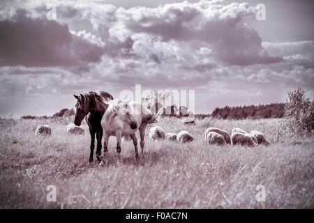 Braune und weiße Pferde und Schafe grasen auf der Wiese. Vintage-Effekt Stockfoto