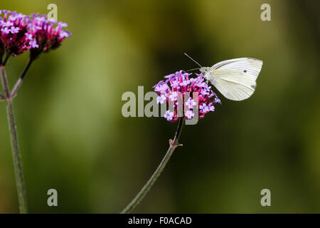 Kleine weiße oder Kohl weiß Schmetterling (Pieris Rapae) auf Eisenkraut Blume, Garten in East Sussex, UK Stockfoto