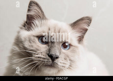 Porträt des Gesichts der Ragdoll Katze, close-up Stockfoto