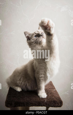 Ragdoll Katze auf kratzen post, vorderes Bein ausgestreckt Stockfoto