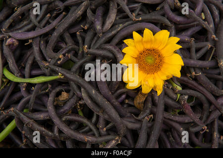 Haufen von Bohnen mit gelber Blume, Nahaufnahme Stockfoto