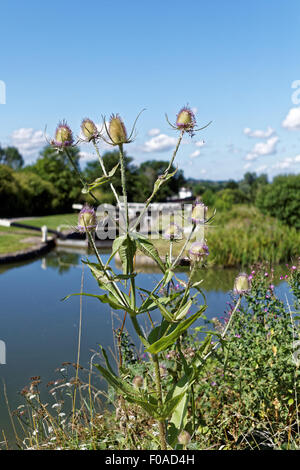 Teasels wächst an den Ufern des Kennet und Avon Kanal. Stockfoto