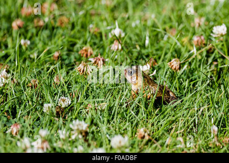 Frosch (Rana Temporaria) East Sussex Gemeinschaftsgarten, UK Stockfoto
