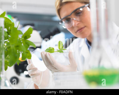 Wissenschaftler, die Entwicklung der experimentellen Pflanzen im Forschungslabor anzeigen Stockfoto