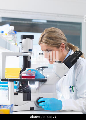 Wissenschaftler betrachten Stammzellkulturen in Wachstumsmedium unter einem inversen Mikroskop im Labor wachsen Stockfoto