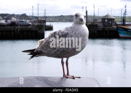 JUNGE HERINGSMÖWE AUF EINER HAFENMAUER. LARUS ARGENTATUS Stockfoto