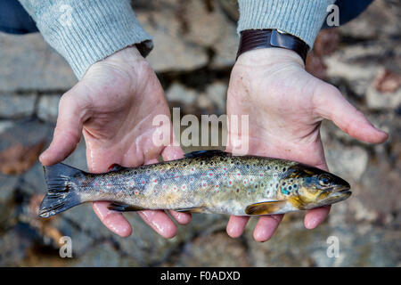 Mann hält frisch gefangenen Fisch Stockfoto