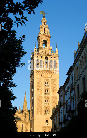 Kathedrale, der Giralda Turm, Sevilla, Andalusien, Spanien Stockfoto