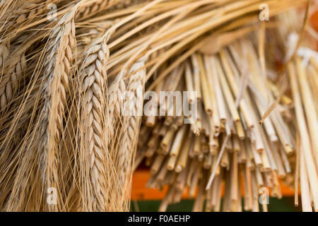 Garbe von Gerste auf dem Schreibtisch aus Holz Stockfoto