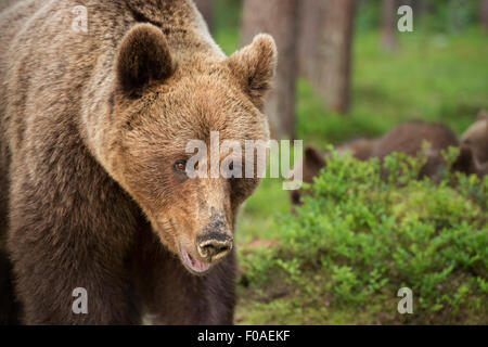 Brauner Bär Stockfoto