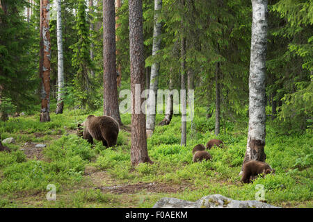 Brauner Bär Stockfoto