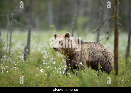 Brauner Bär Stockfoto