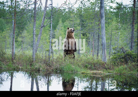 Brauner Bär Stockfoto