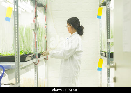 Wissenschaftlerin Wahl Pflanzenproben im Gewächshaus-Labor Stockfoto