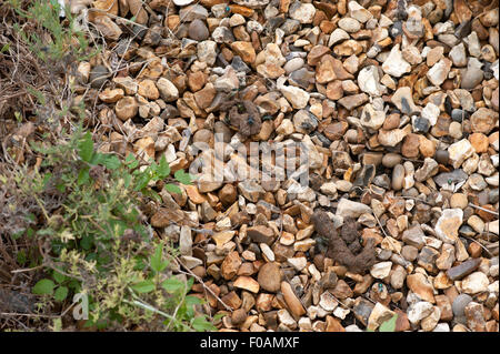 Schlag fliegt um Katze Kot auf Steinen in einem Garten Stockfoto