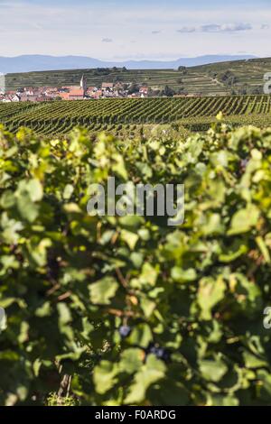 Blick auf Weinberg in der kaiserlichen Stuhl, Burkheim Stadt im Hintergrund, Freiburg, Deutschland Stockfoto