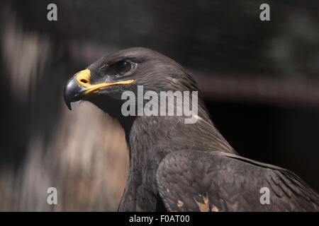 Steppenadler (Aquila Nipalensis) im Zoo von Chomutov in Chomutov, Nord-Böhmen, Tschechische Republik. Stockfoto