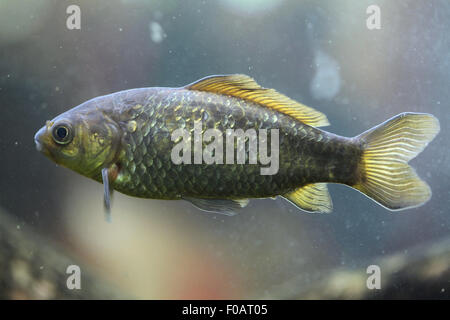 Süßwasserfische in Chomutov Zoo in Chomutov, Nord-Böhmen, Tschechische Republik. Stockfoto