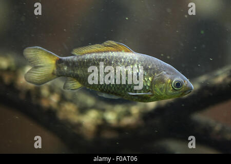 Süßwasserfische in Chomutov Zoo in Chomutov, Nord-Böhmen, Tschechische Republik. Stockfoto