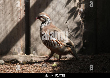 Rothuhn (Alectoris Rufa) im Zoo von Chomutov in Chomutov, Nord-Böhmen, Tschechische Republik. Stockfoto