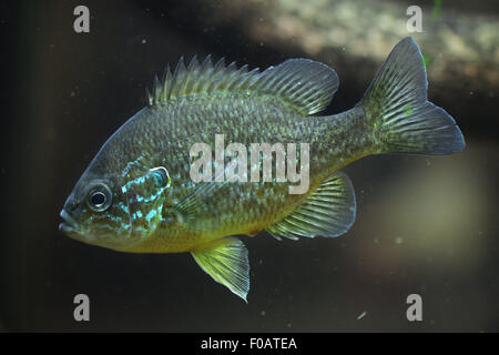 Pumpkinseed (Lepomis Gibbosus) im Zoo von Chomutov in Chomutov, Nord-Böhmen, Tschechische Republik. Stockfoto