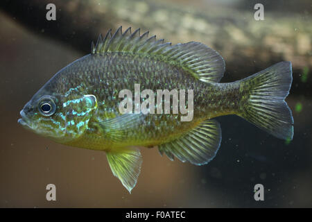 Pumpkinseed (Lepomis Gibbosus) im Zoo von Chomutov in Chomutov, Nord-Böhmen, Tschechische Republik. Stockfoto