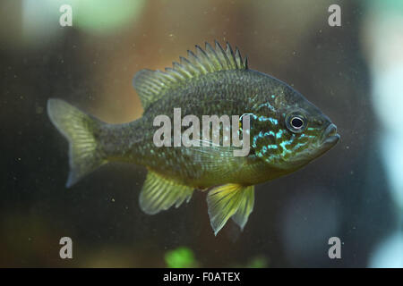 Pumpkinseed (Lepomis Gibbosus) im Zoo von Chomutov in Chomutov, Nord-Böhmen, Tschechische Republik. Stockfoto