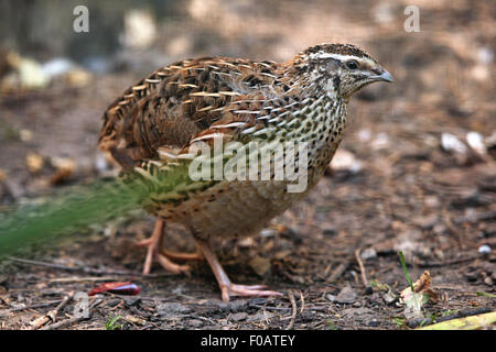 Japanische Wachteln (Coturnix Japonica) im Zoo von Chomutov in Chomutov, Nord-Böhmen, Tschechische Republik. Stockfoto