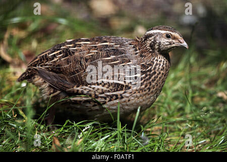 Japanische Wachteln (Coturnix Japonica) im Zoo von Chomutov in Chomutov, Nord-Böhmen, Tschechische Republik. Stockfoto