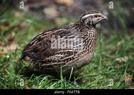 Japanische Wachteln (Coturnix Japonica) im Zoo von Chomutov in Chomutov, Nord-Böhmen, Tschechische Republik. Stockfoto