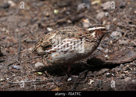 Japanische Wachteln (Coturnix Japonica) im Zoo von Chomutov in Chomutov, Nord-Böhmen, Tschechische Republik. Stockfoto