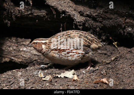 Japanische Wachteln (Coturnix Japonica) im Zoo von Chomutov in Chomutov, Nord-Böhmen, Tschechische Republik. Stockfoto