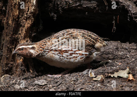 Japanische Wachteln (Coturnix Japonica) im Zoo von Chomutov in Chomutov, Nord-Böhmen, Tschechische Republik. Stockfoto
