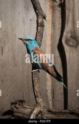 Blauracke (Coracias Garrulus) im Zoo von Chomutov in Chomutov, Nord-Böhmen, Tschechische Republik. Stockfoto