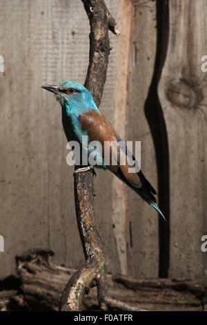 Blauracke (Coracias Garrulus) im Zoo von Chomutov in Chomutov, Nord-Böhmen, Tschechische Republik. Stockfoto