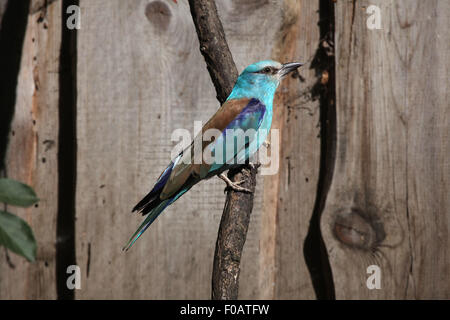 Blauracke (Coracias Garrulus) im Zoo von Chomutov in Chomutov, Nord-Böhmen, Tschechische Republik. Stockfoto