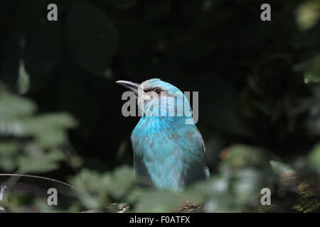 Blauracke (Coracias Garrulus) im Zoo von Chomutov in Chomutov, Nord-Böhmen, Tschechische Republik. Stockfoto