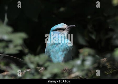 Blauracke (Coracias Garrulus) im Zoo von Chomutov in Chomutov, Nord-Böhmen, Tschechische Republik. Stockfoto