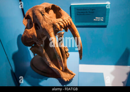 Schädel eines prähistorischen Tiger in Mexiko gefunden. Guadalajara, Jalisco. Mexiko Stockfoto