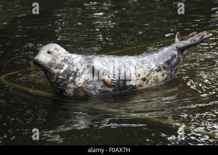 Kegelrobben (Halichoerus Grypus), auch bekannt als der Atlantik Dichtung im Zoo von Chomutov in Chomutov, Nord-Böhmen, Tschechische Republik. Stockfoto