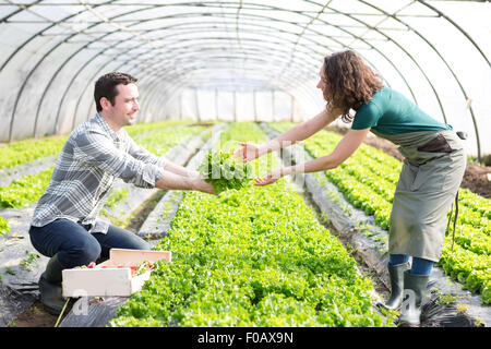 Ansicht der Verfasser arbeiten gemeinsam an einem Gewächshaus Stockfoto