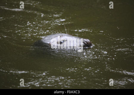 Kegelrobben (Halichoerus Grypus), auch bekannt als der Atlantik Dichtung im Zoo von Chomutov in Chomutov, Nord-Böhmen, Tschechische Republik. Stockfoto