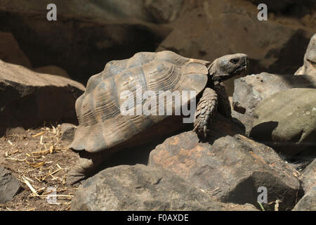 Griechische Schildkröte (Testudo Graeca), auch bekannt als der Sporn-thighed Tortoise in Chomutov Zoo in Chomutov, Nord-Böhmen, Tschechische Repub- Stockfoto